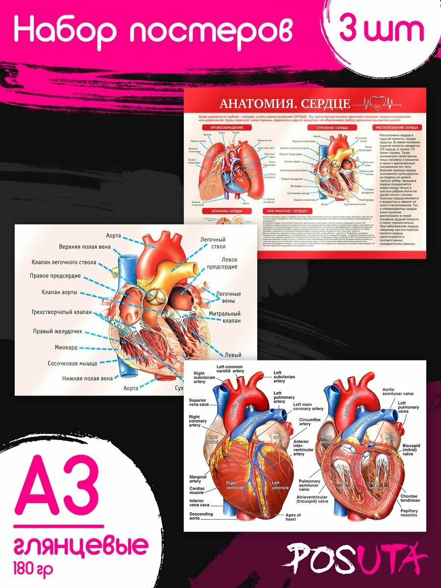 Постеры анатомия человека Плакаты для медиков