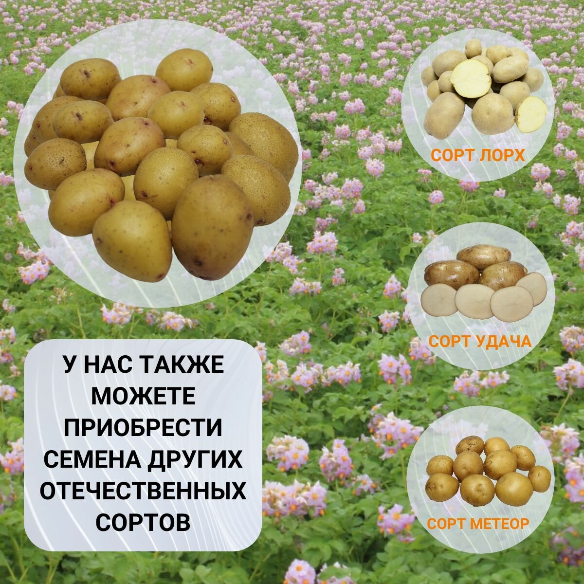 Картофель семенной жуковский ранний (суперэлита) (4 кг) Ультраранний - фотография № 5
