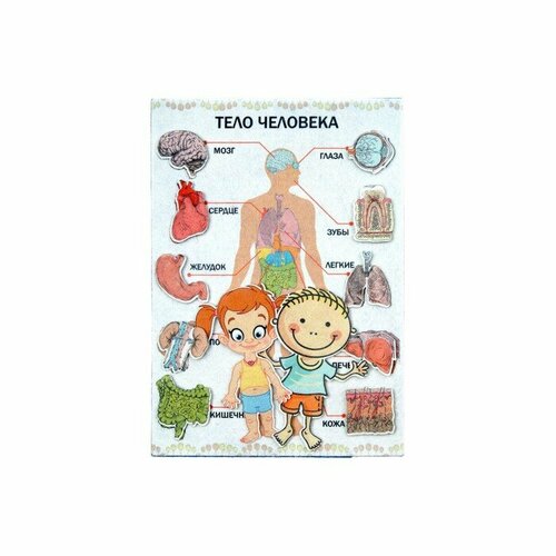 Дидактический набор с игровым полем Тело человека 27 деталей 636₽
