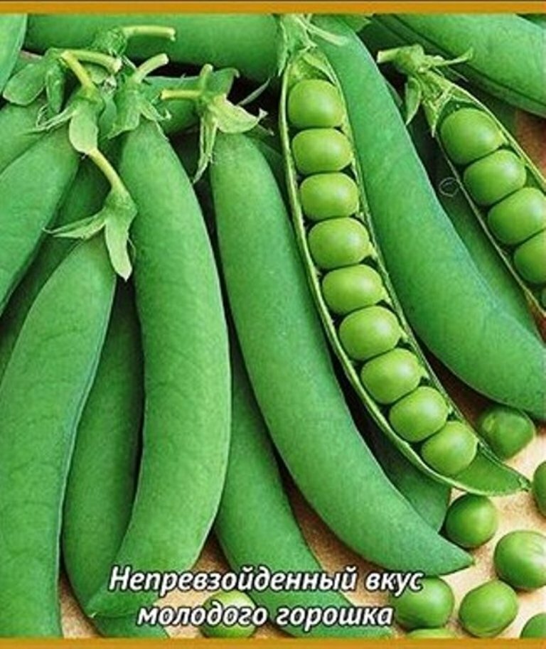 Семена Горох Оскар Агро