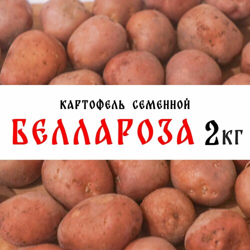 Семенной картофель сорта Беллароза 2кг, клубни, 1 репродукция картофель семенной седек ажур 2кг