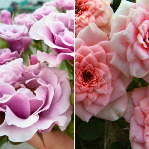 Комплект почвопокровных роз Розовое Облако (саженцы)