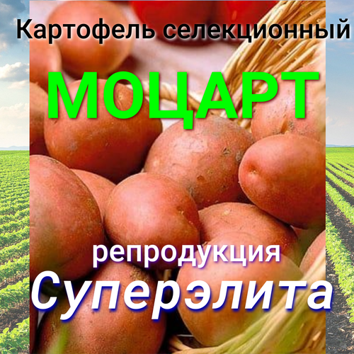 Картофель семенной моцарт клубни 2 кг картофель семенной сынок клубни 2 кг