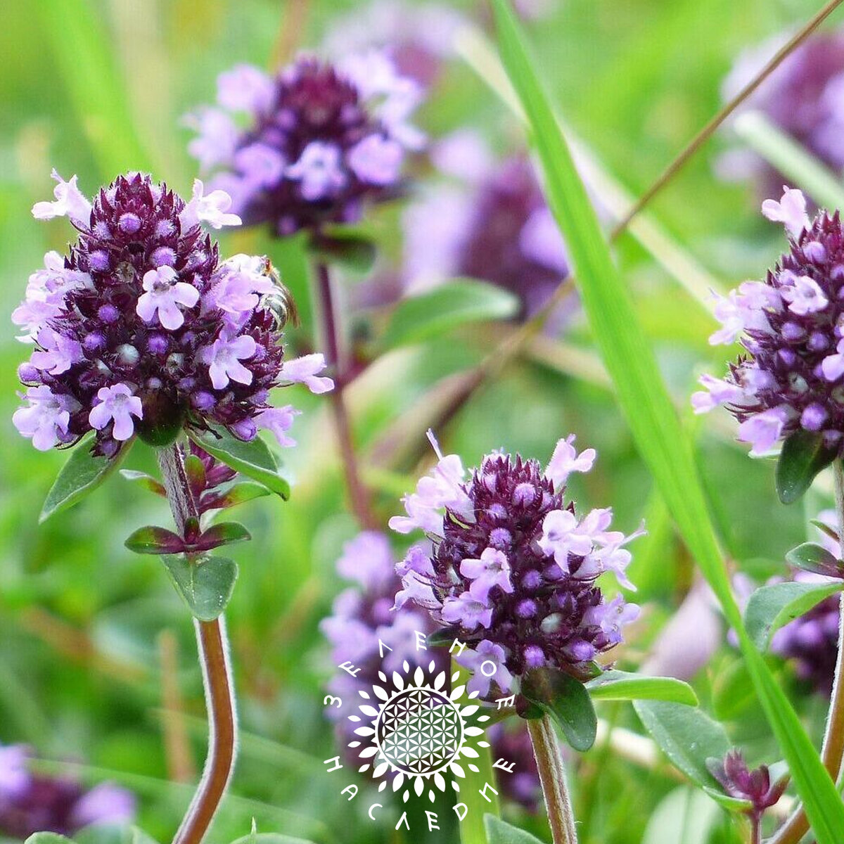 Семена Тимьян овощной - Чабрец - Медок (лат. Thymus L.) 50шт от Green Legacy — фото 1