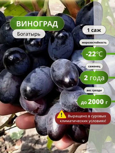 Изображение товара Виноград Богатырь, столовый, многолетние, морозоустойчивый, 1