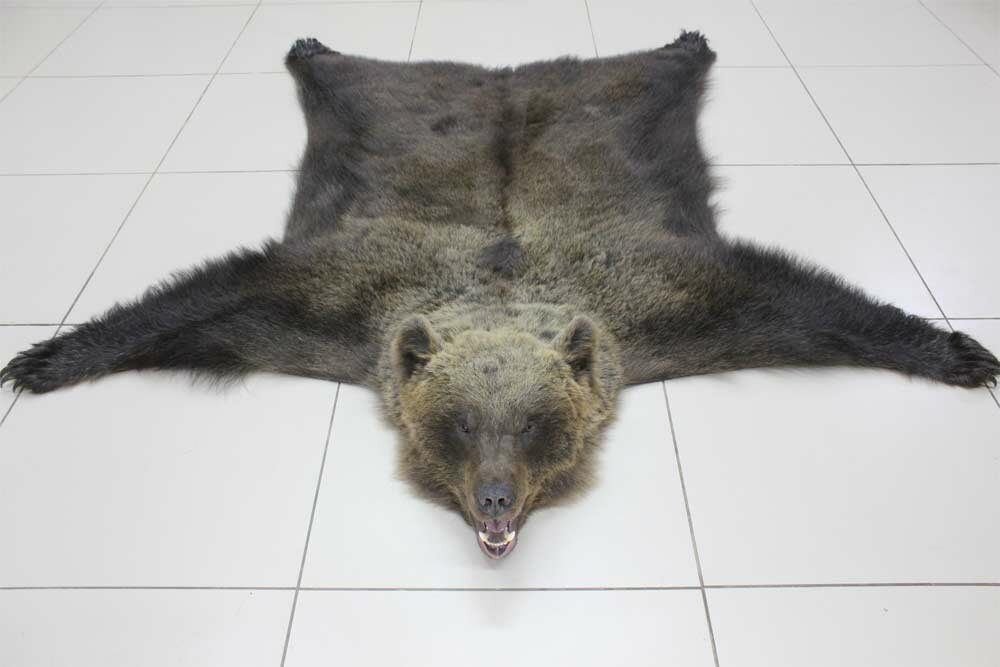 Ковёр из шкуры медведя 170 см