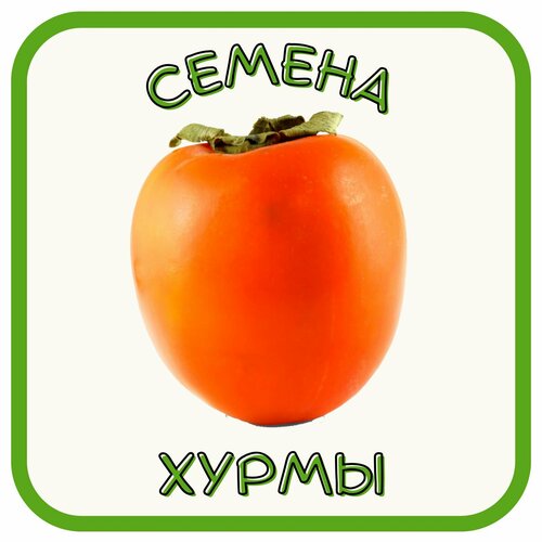 Хурма. Семена хурмы