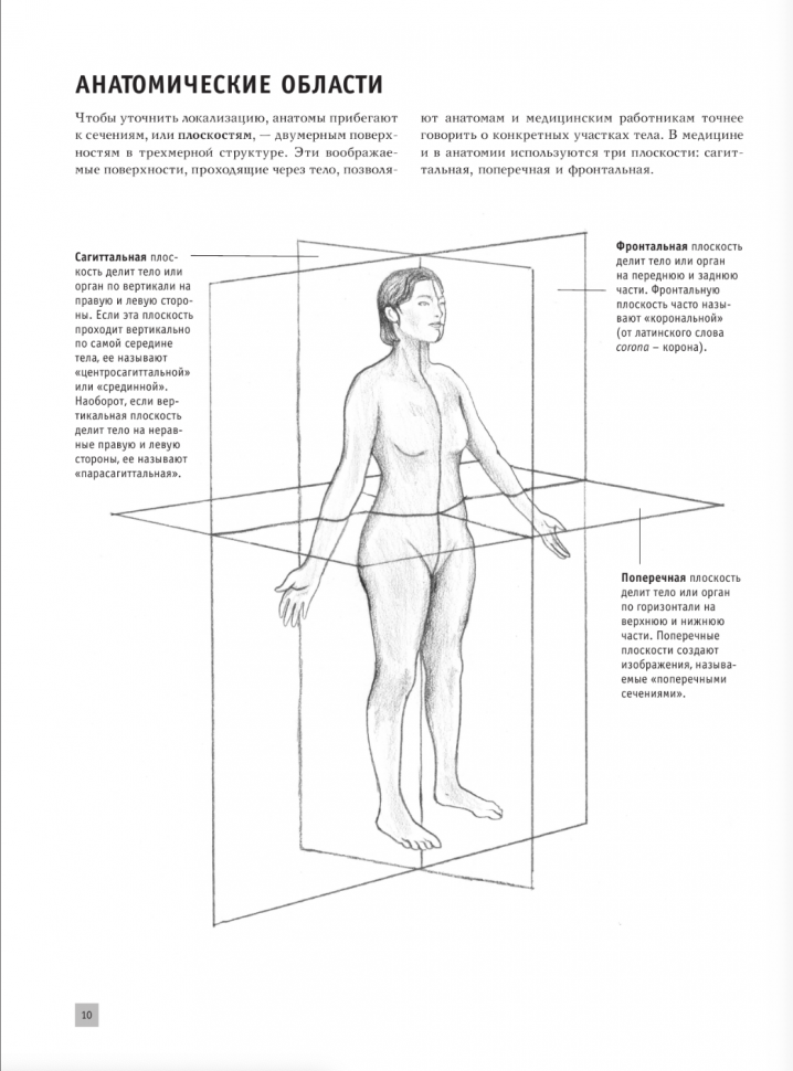 Анатомия для художников (Крауч Дженнифер) - фото №6