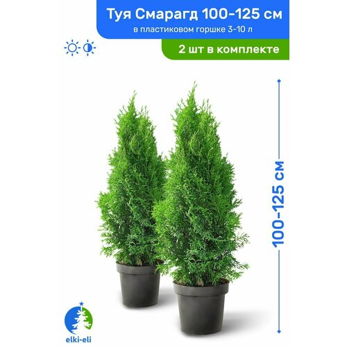 Туя западная Смарагд 100-125 см в пластиковом горшке 3-10 л, саженец, хвойное живое растение, комплект из 2 шт зеленый