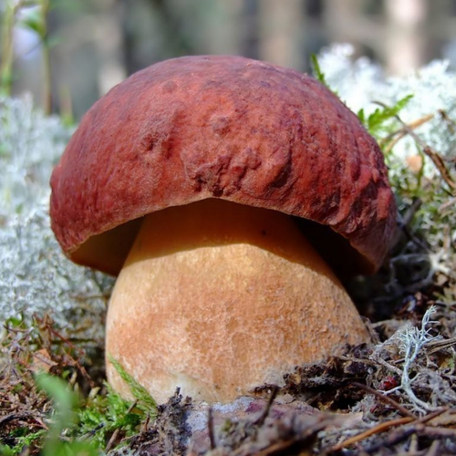 Белый гриб сосновый (мицелий на компосте). Агрофирма Поиск.