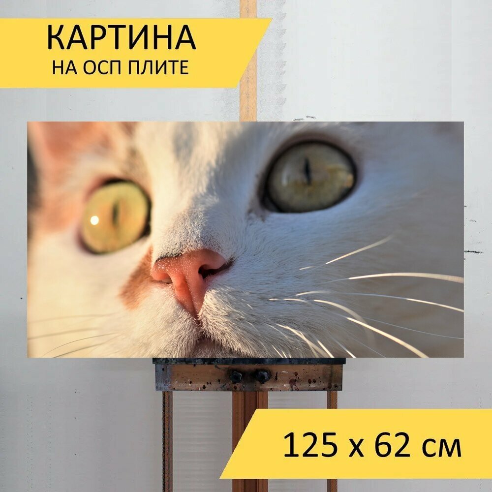 Картина на ОСП 125х62 см. "Кот домашняя кошка домашнее животное" горизонтальная для интерьера с креплениями