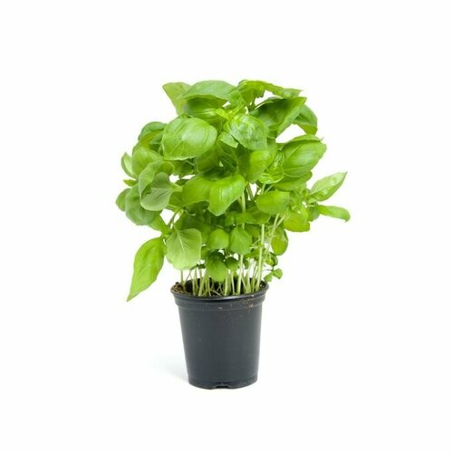 Базилик микс D9 415₽