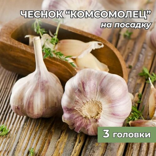 Чеснок на посадку Комсомолец на посадку 3 головки