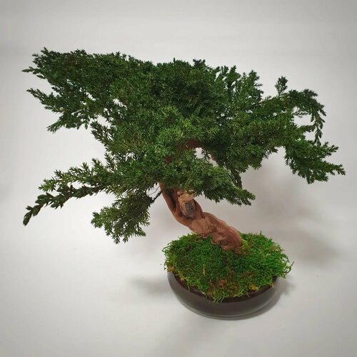 Бонсай стабилизированный 30000₽