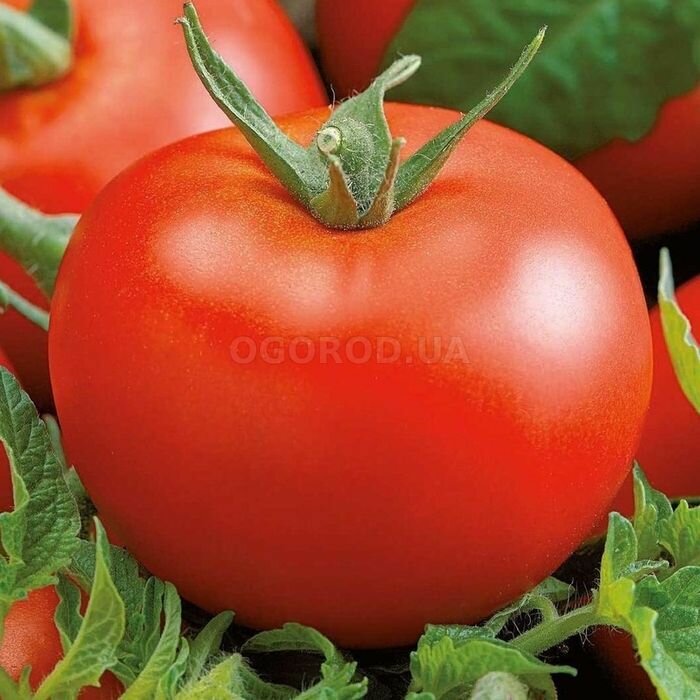 Семена Томат Мобил средний