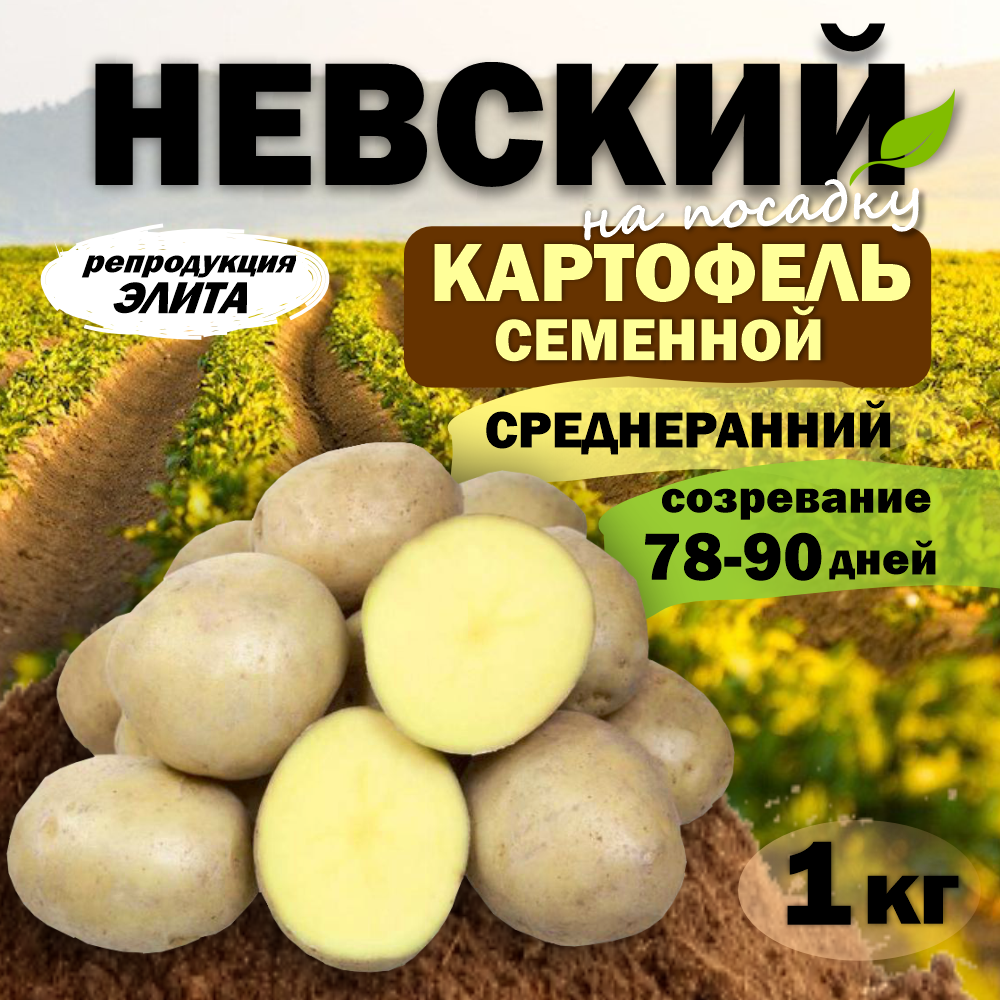 Картофель семенной среднеспелый Невский (клубни на посадку Элита) 1 кг