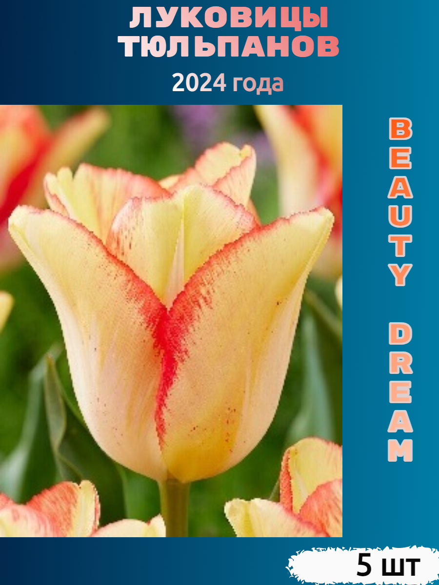 Луковицы тюльпана Beauty dream (5 шт)