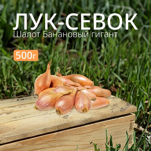 Лук севок Шалот желтый 500 г. лук севок желтый 100 г 1 я категория