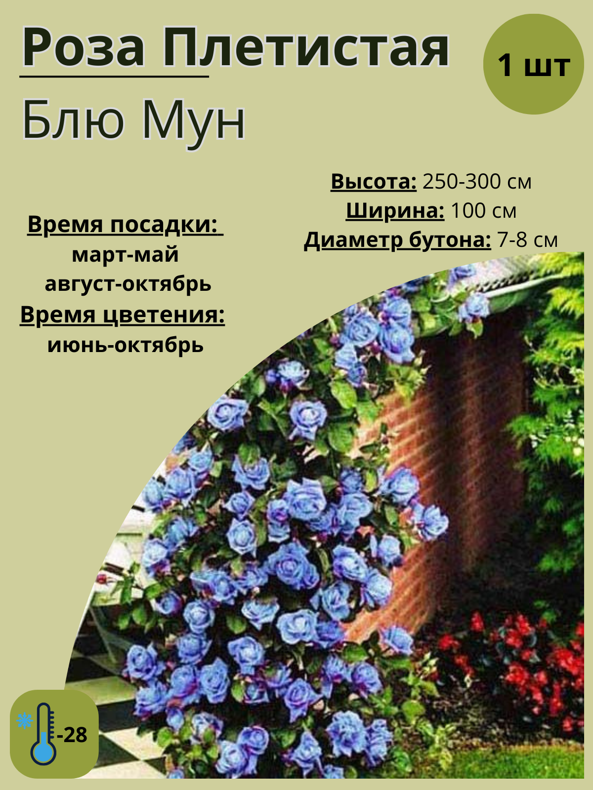 Роза плетистая Блю Мун