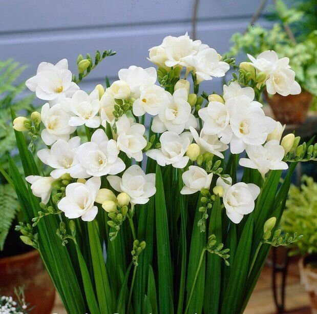 Фрезия Enkelbloemig Anouk 1шт