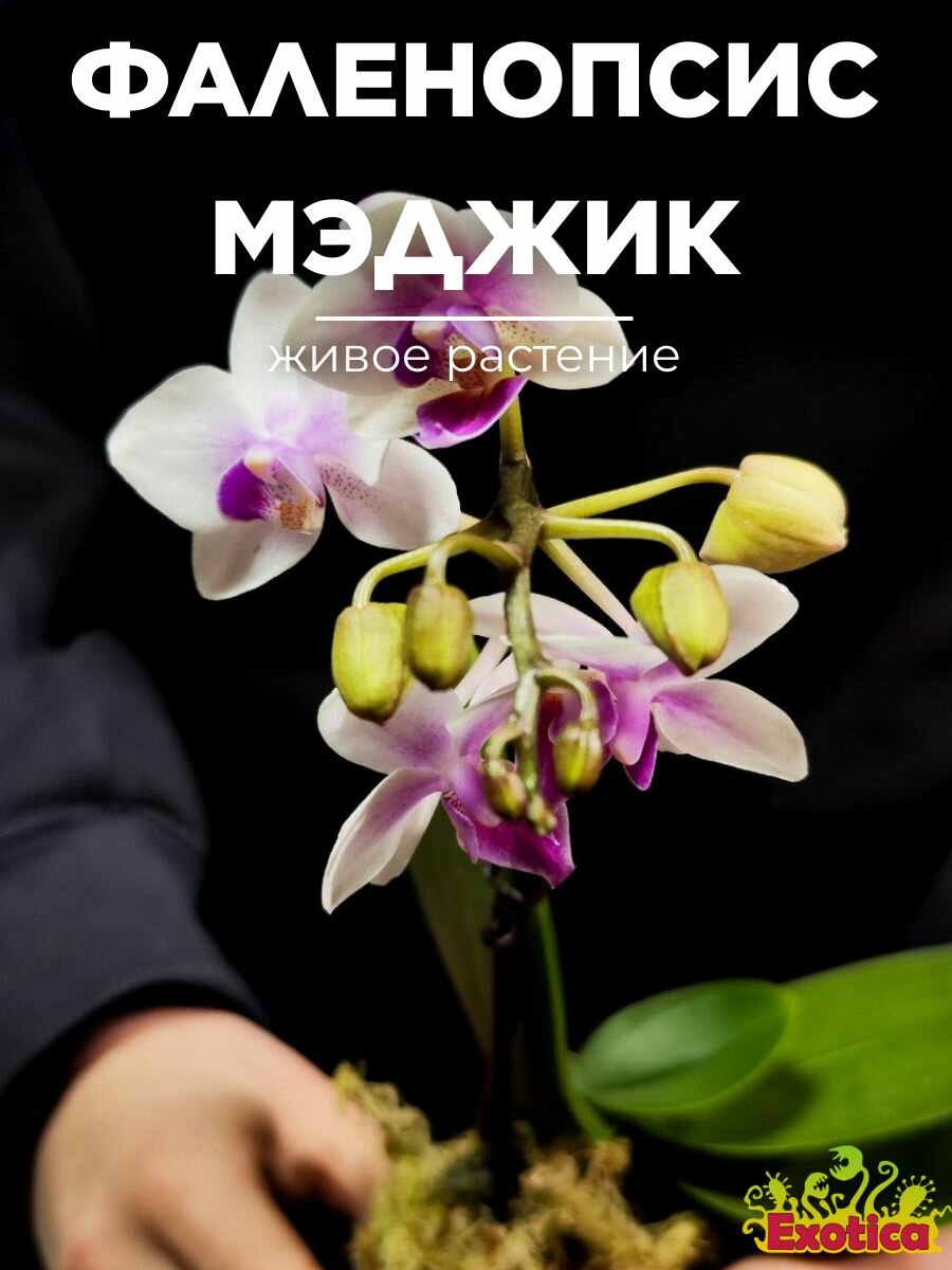 Орхидея Фаленопсис Мини Мэджик (Phalaenopsis Multiflora Magic) D6см домашний цветок