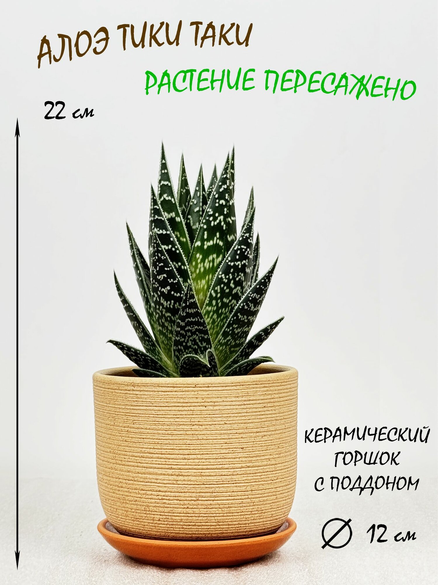 Алоэ Тики Таки в кремовом керамическом горшке с поддоном, высота 20-25см