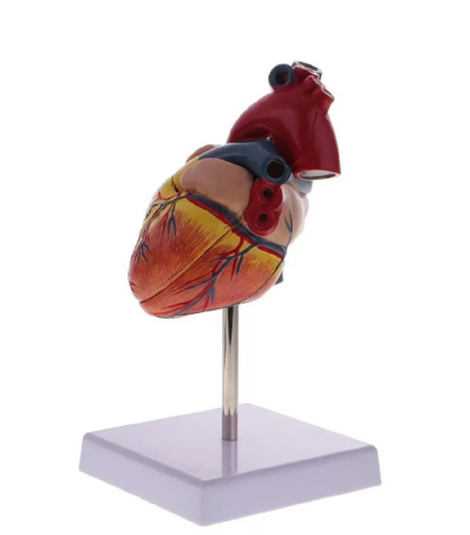 Анатомическая модель сердца человека разборная на 2 части в натуральную величину 1:1 — фото 1