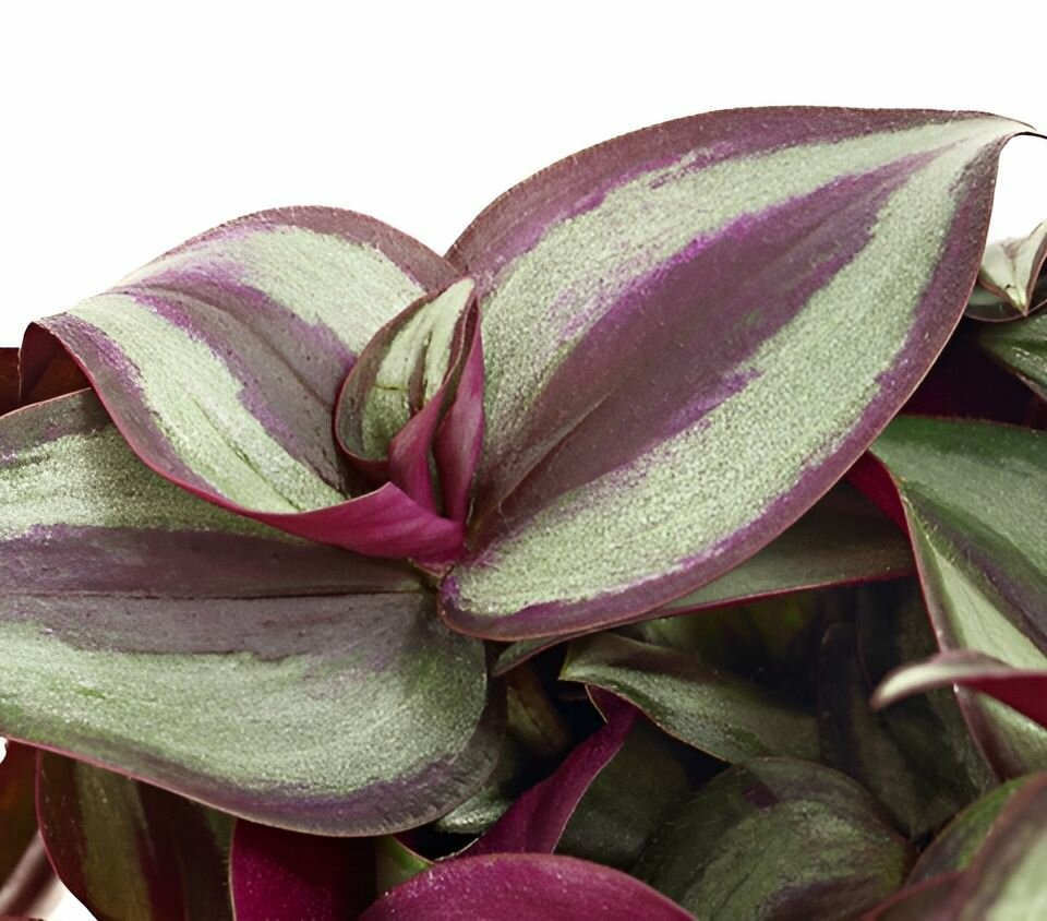 Традесканция Пинк Джой Зебрина (Tradescantia Pink Joy Zebrina) D6см