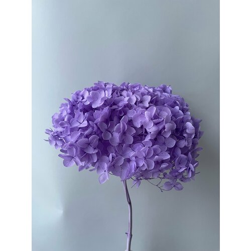 Гортензия сиреневая