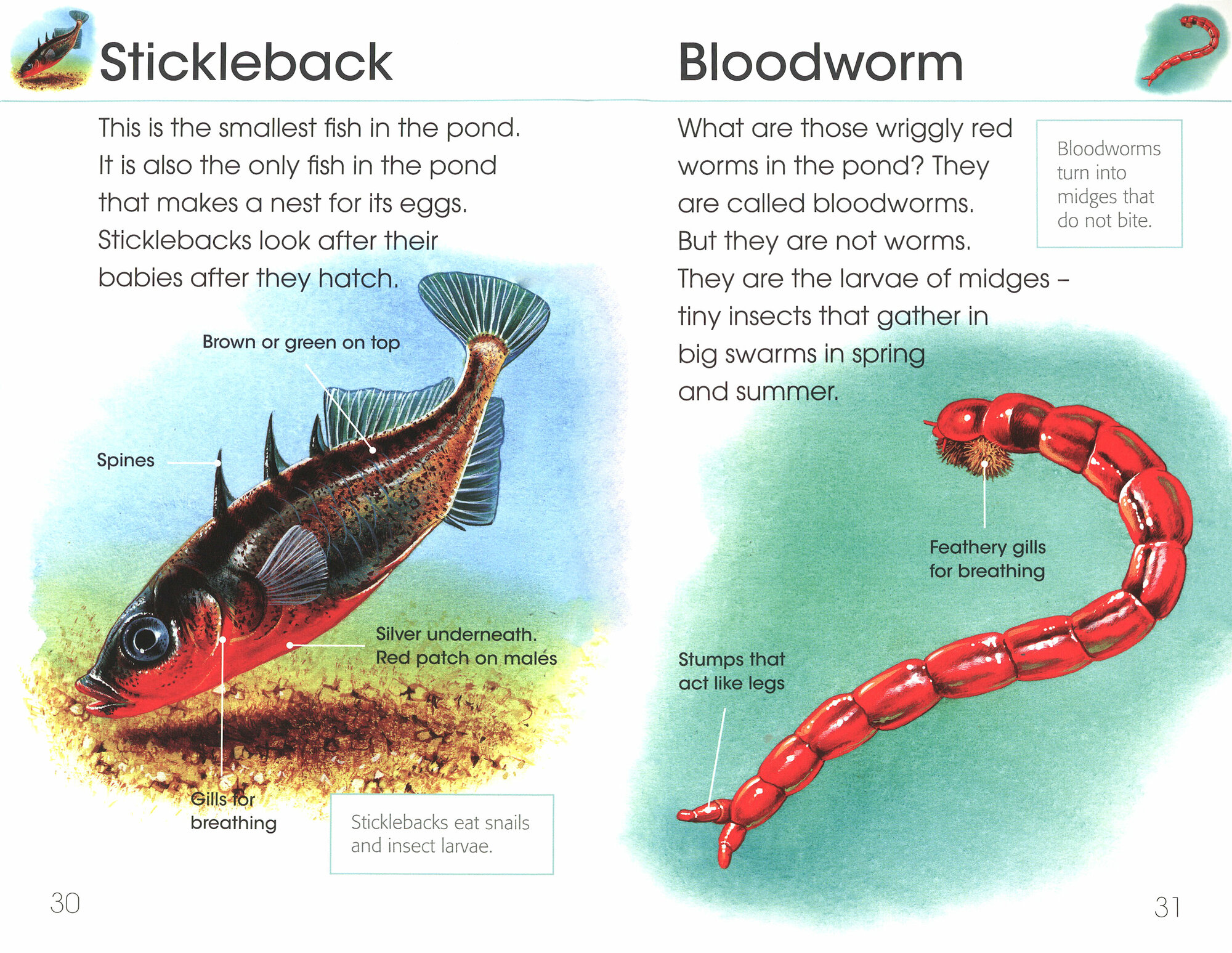 RSPB First Book Of Pond Life (Niemann Derek) - фото №2