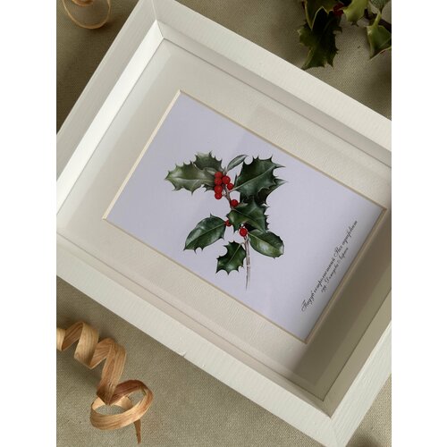 Картина с авторской открыткой Падуб остролистный ботанического художника в рамке 2317 см 950₽