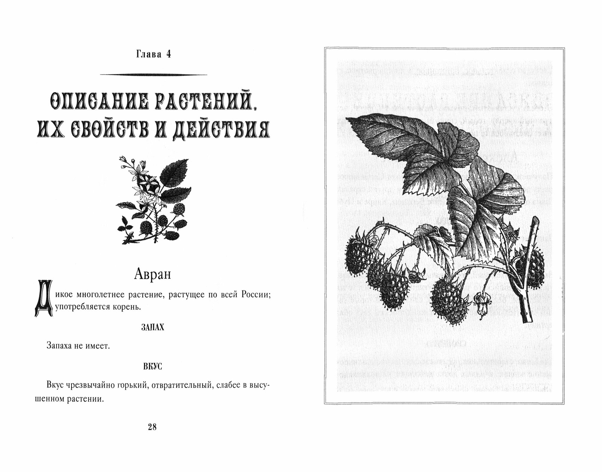 Царство врачебных трав и растений. Целебный травник. Книга практических советов - фото №7