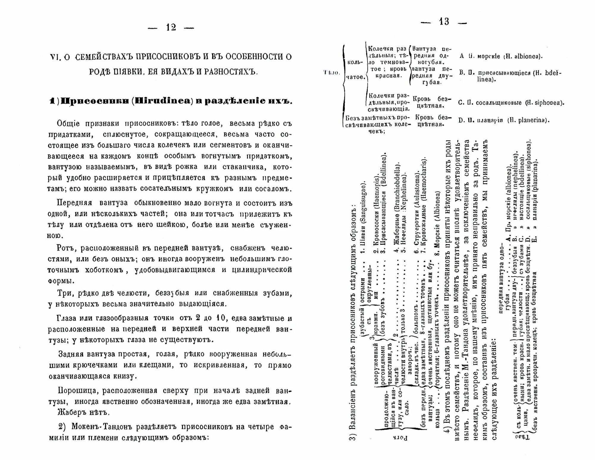 Монография врачебных пиявок (Воскресенский А.) - фото №3