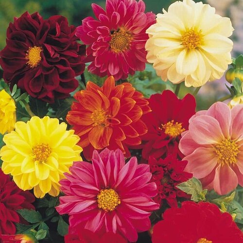 Георгина Мефистофель Микс (семена). Szkolka roslin A.M.