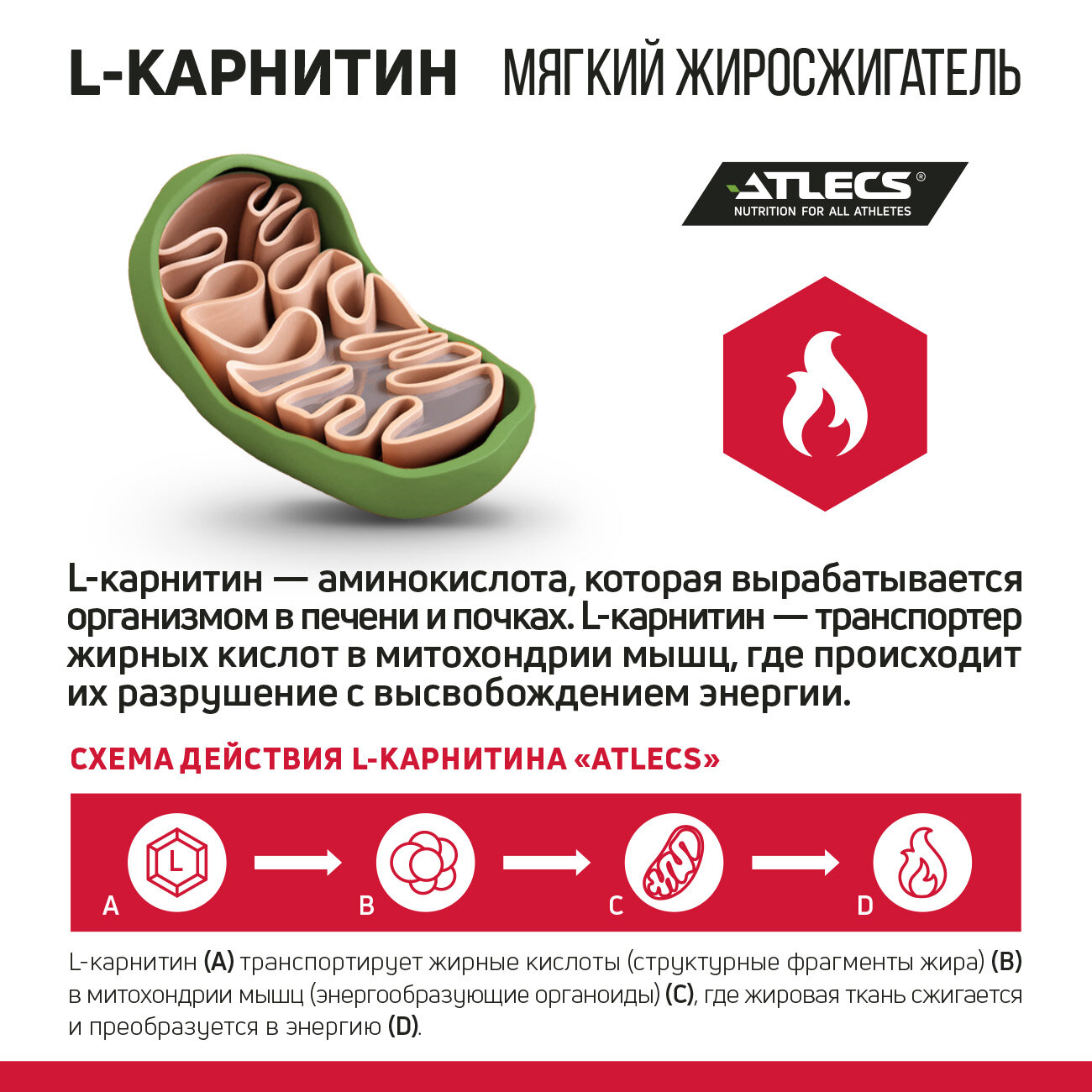Atlecs L-carnitine 120000 mg, 1000 мл. (клубника мохито) — фото 1