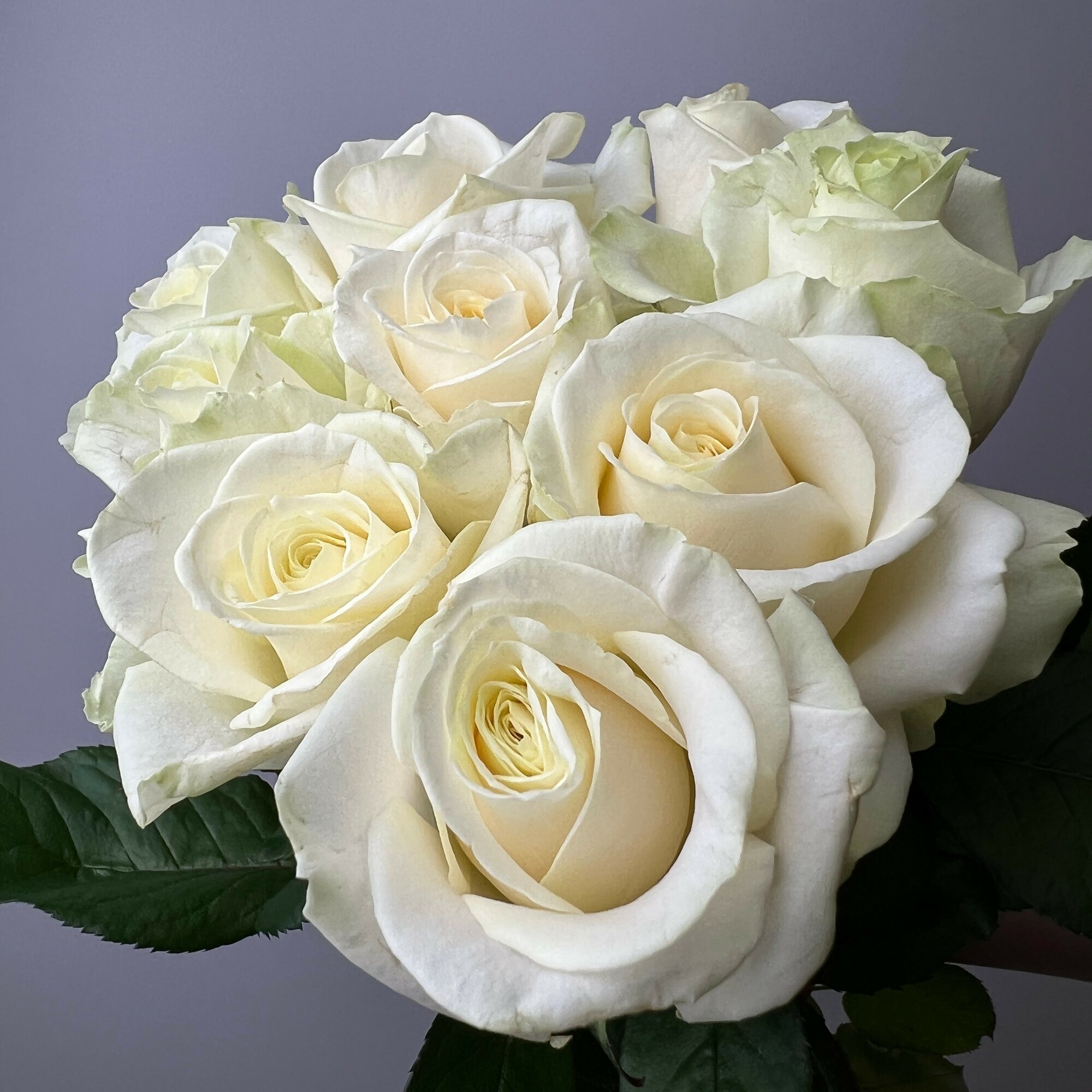 Живые цветы букет роз 9 шт. 50 см. белые