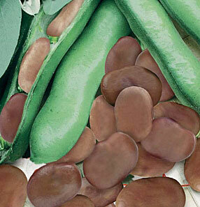 фото Бобы Лидер (10 гр.)