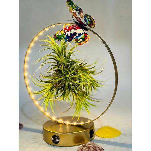 Тилландсия безкорневая атмосферная на декоративной подвеске 5580₽