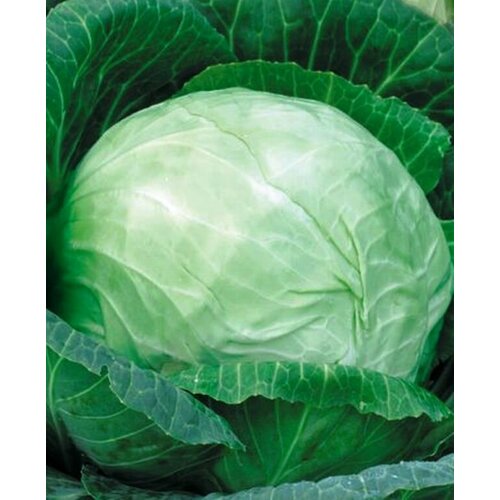 Капуста б/к F1 Килагрег