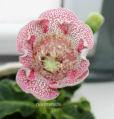 фото Цветок Глоксиния Импресс Красные чернила (5 шт.)