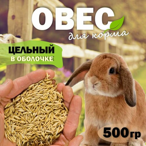 Овес корм для кроликов, шиншилл, попугаев, грызунов (цельный) 500 гр