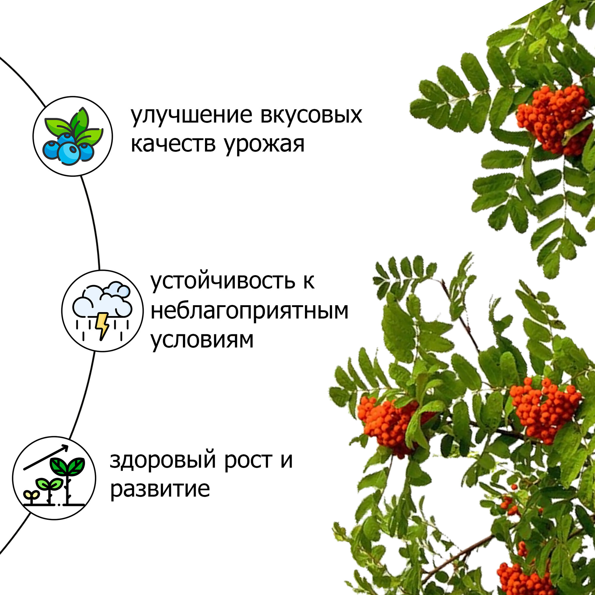 Удобрение для плодовых деревьев и ягодных кустарников (яблонь, груш, смородины, малины, крыжовника, ежевики, жимолости и других) Пуршат 1 кг