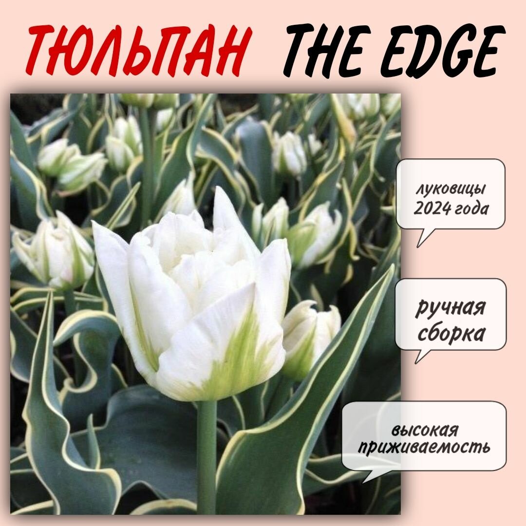 Луковицы тюльпана, сорт "The Edge", 5 шт