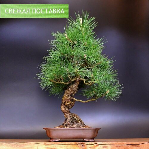 Бонсай Сосна Тунберга, 50см, 30 лет