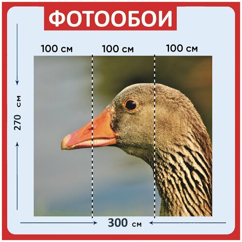 Фотообои Гусь серый гусь птица 300x270 см флизелиновыена стену 3930₽