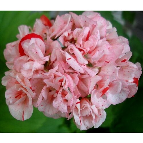 Семена Пеларгония зональная махровая Магда 4 шт (1 упаковка (O))