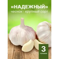 Чеснок крупный озимый "Надежный" на посадку 3 головки