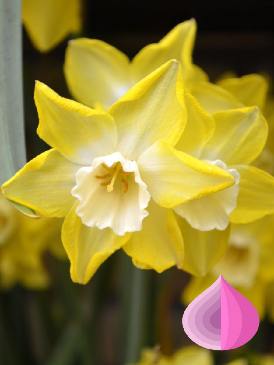 Луковицы цветов bulbs servise Нарцисс Хиллстар ( 3 штуки )желто-белый