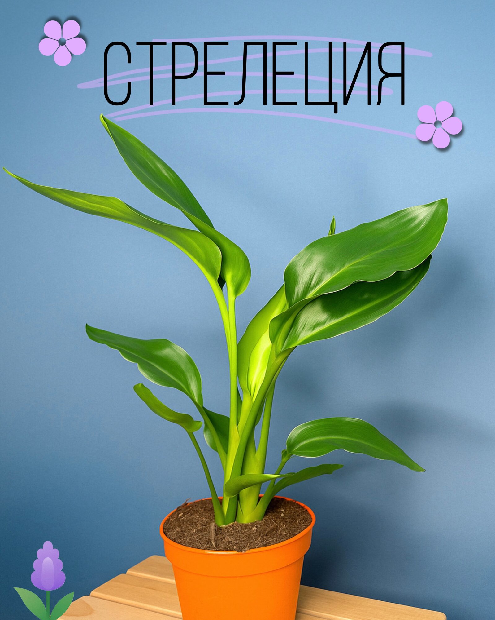 Стрелиция Регина — тропическая красавица с эффектной листвой и экзотическими цветами для дома и офиса