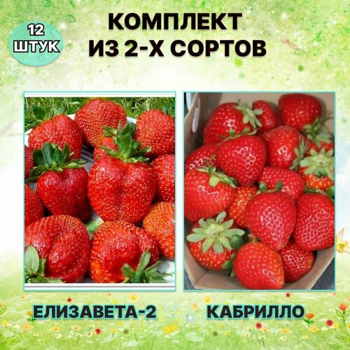 Набор саженцев клубники Елизавета-2/Кабрилло (12 штук)